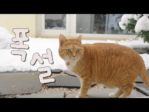 폭설에 캣티오가 무너져내렸다