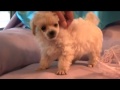Toy Poodle Puppy For Sale ~ Presley Available MS ...