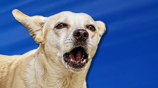 CACHORRO LATINDO -  Som para Chamar Cachorros (Ver a Reação)