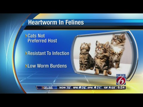 Ask a Vet - Cats can get heart worms too