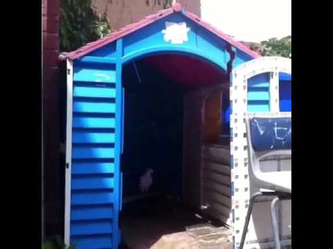 My new home with the pigeon