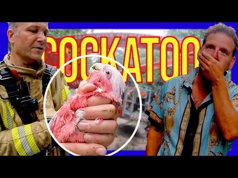🐦Ontsnapte kaketoe 3 dagen in boom – eigenaar blijkt bekende Nederlander!