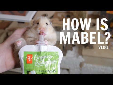 , title : 'How is Mabel? | Vlog'