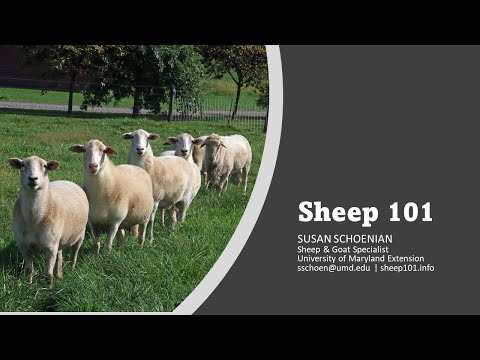 , title : 'Sheep 101'