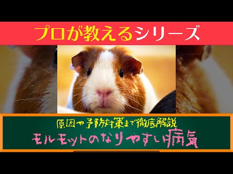 モルモットはどのくらい生きますか