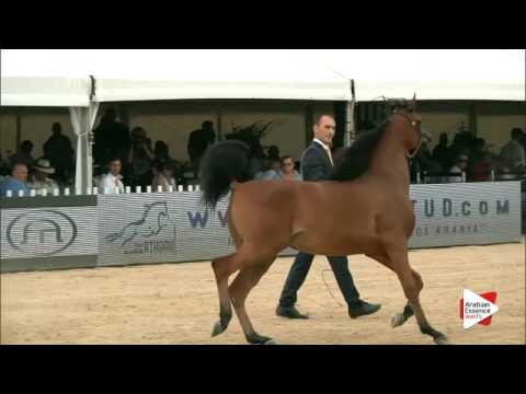 N.13 LOULOU AL NASSER - Menton 2016 - Yearling Fillies (Class 1A)
