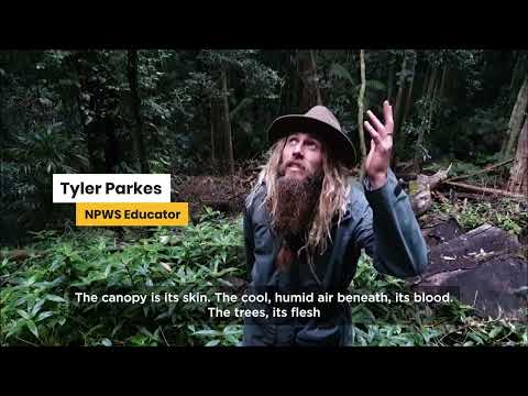 Cycles of Life in Rainforest Part 1 | NSW National Parks