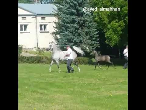 Perfinka at Bialka stud