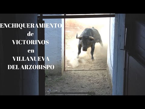 ENCHIQUERAMIENTO de los TOROS de Lidia DE VICTORINO Martín en VILLANUEVA DEL ARZOBISPO