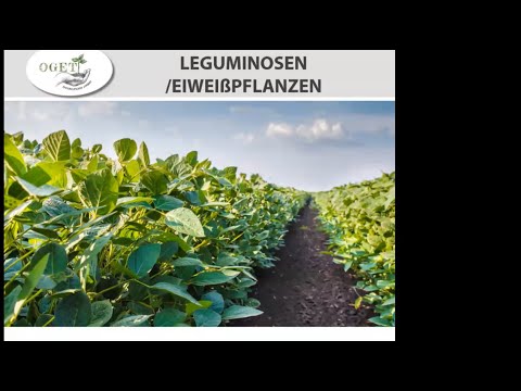 Leguminosen 2021
