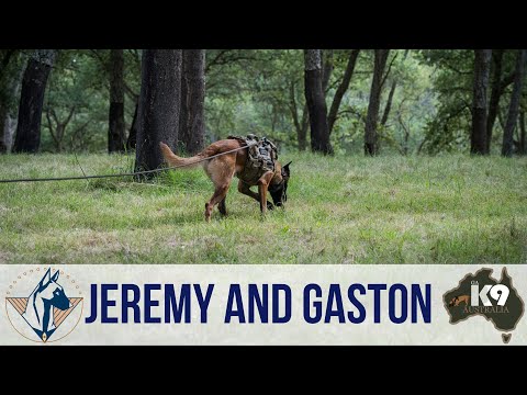 GAK9 Australia - Gaston - Mantrailing - 13 Jan 24