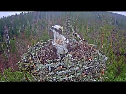 Estonian Osprey Nest / kalakotkas2 / 09.04.2019 - 3