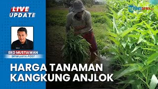 Gara-gara Harga Anjlok, Petani Pilih Babat Habis Tanaman Kangkung di Musi Rawas: Jadi Pakan Ternak