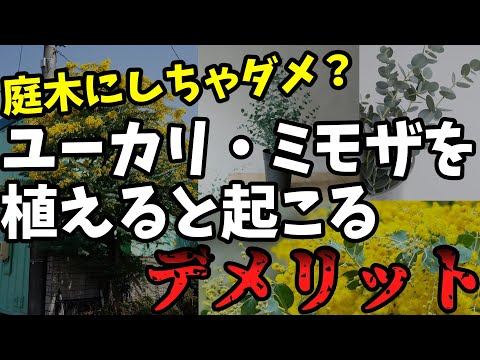 ユーカリタス シドロキシロン: カバー付きの果実とつぼみ