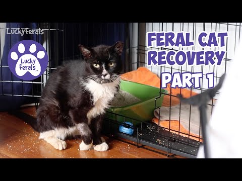 Injured Feral Cat Recovery Part 1 - Limping, Trapping, Days 1 - 5 - Ditto Tribute