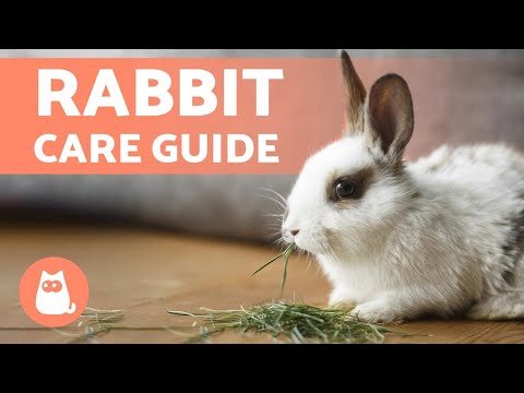 My Rabbit Is Biting Their Cage - Why and How to Prevent It