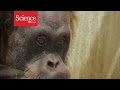 Humans aren’t the only great apes that can ‘read minds’