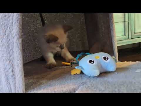 Jude 6 weeks - LeGrand Siberians
