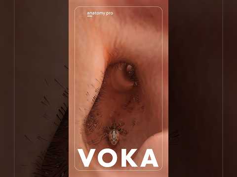 What would happen if a spider got into your ear? Explore in 3D!