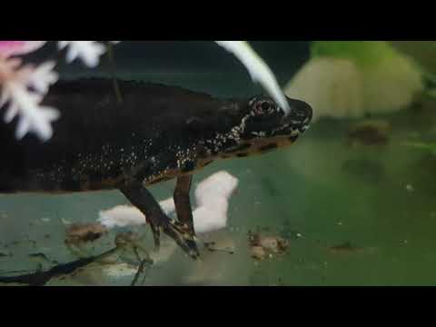 Triturus Karelinii yawn