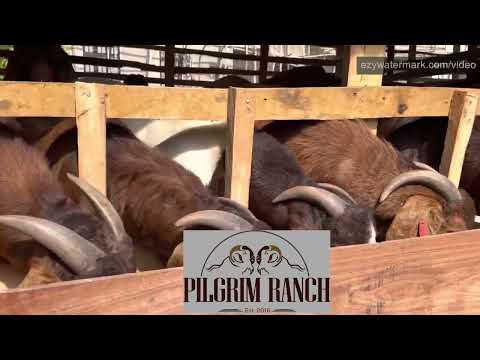 Goat nutrition by @Dr John Abraham Godson #boer #boergoats #Kalaharired #Goatfarming #goat #krgoats