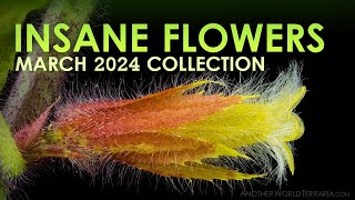 Plant Room Adventures (March 2024 Flower Insanity!)
