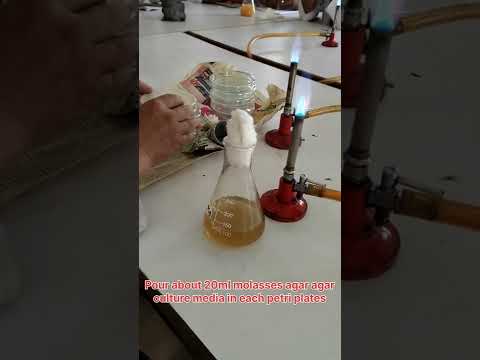 Screening of Amylolytic Molds from Murcha cake