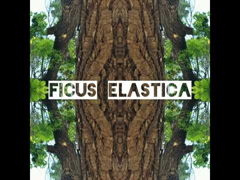 Ficus Elastica - Sublime (Part 2)