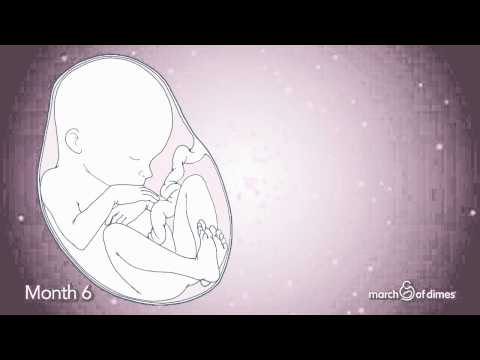 How Your Baby Grows Month 6