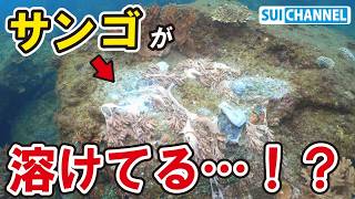 カマスを探しに潜ったら【サンゴが溶ける異変】に遭遇…！台風でも収まらない酷暑の影響がヤバすぎる。