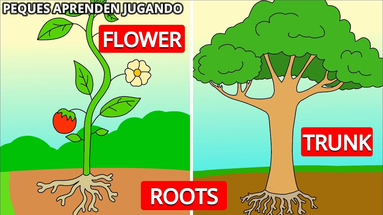Partes de una planta en inglés para niños. Video de Peques Aprenden Jugando. Partes de un árbol.