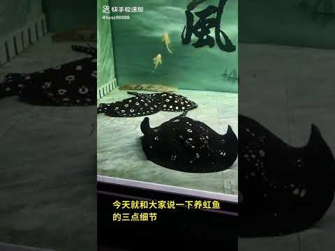 魟魚顏色