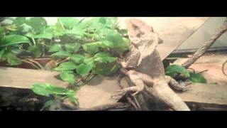 Frilled Lizard & Bearded Dragon Defending Territory • Running Wild Dragonmen