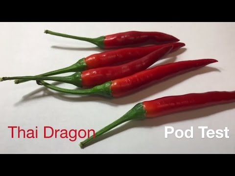download lagu mp3 mp4 Thai Dragon Pepper, download lagu Thai Dragon Pepper gratis, unduh video klip Thai Dragon Pepper