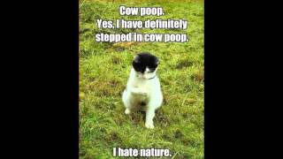 The Lawrence Arms - Raw and Searing Flesh