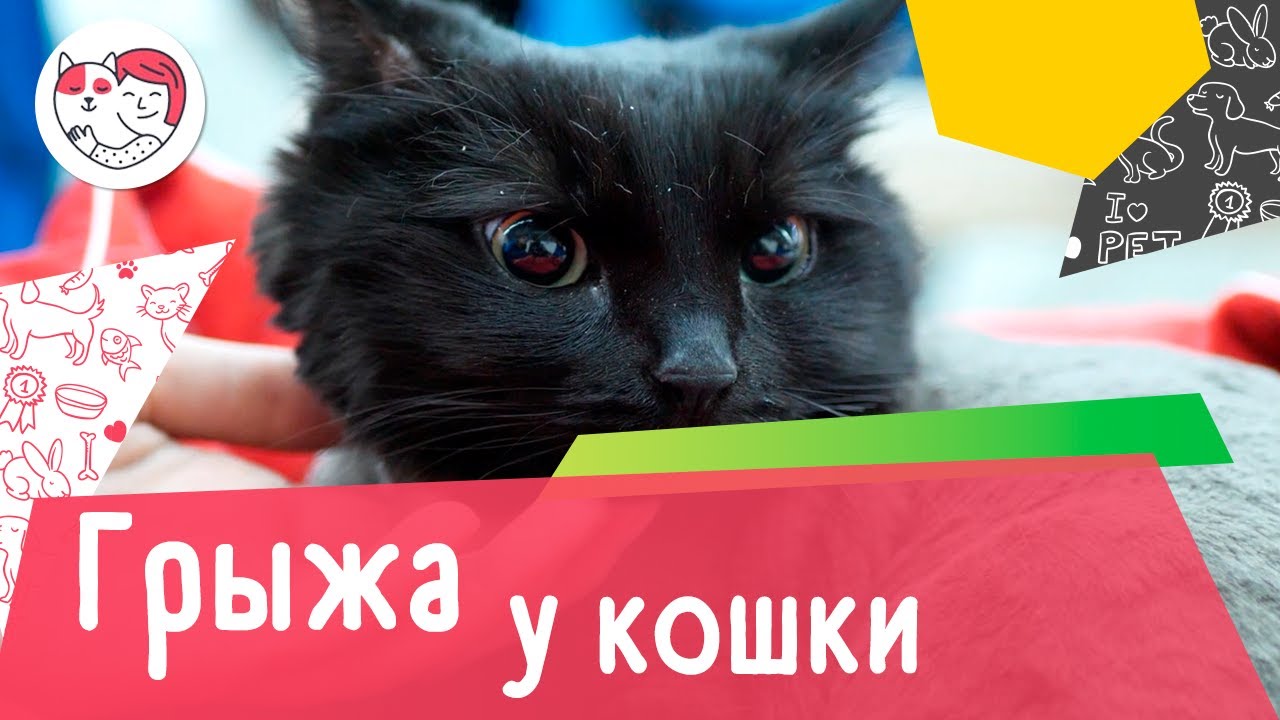 5 распространенных причин появления грыжи у кошки