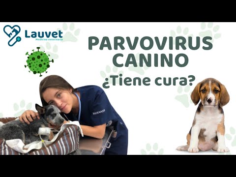 PARVOVIRUS EN PERROS | Síntomas, Tratamiento y Prevención - Lauvet