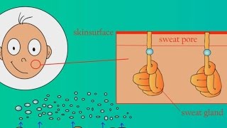 How Does Sweat Work?