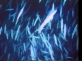 National Geographic Video THE SHARKS The National Geographic Society VHS Rip 1982