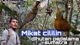 Download lagu [Mikat Cililin. dihadang penunggu hutan. mp3