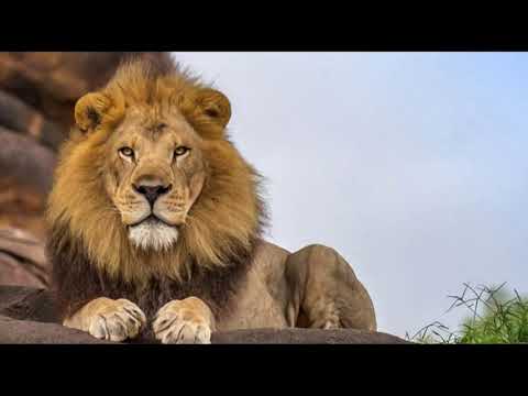 Infiammati Dub ft Lion Warriah   I n I Free  Axe Promo Mix