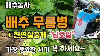김장배추무름병 생기면 꼭 해주세요 천연살충제 님오일 배추벌레 진딧물 효과 최고~ 배추결구시기 배추 솎아주기