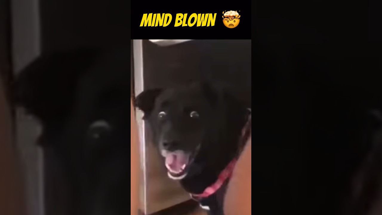 Funny Dog Cake Cutting REACTION 😂 #shorts