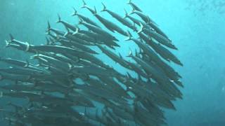 preview picture of video 'Apo Reef, Philippines 菲律賓, 阿波環礁 - Barracuda 梭魚'