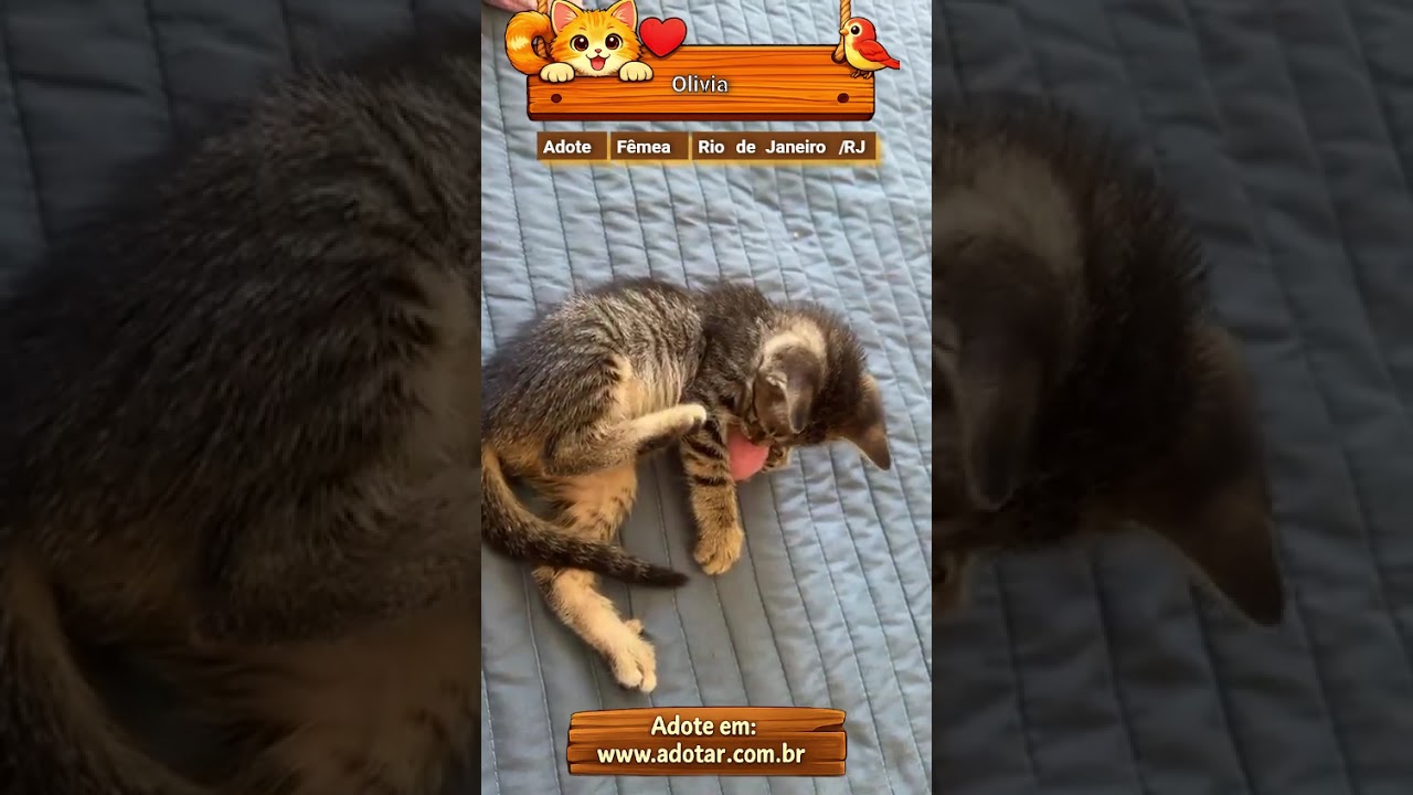 Gato raça SRD-ViraLata idade 2 a 6 meses nome Olivia 