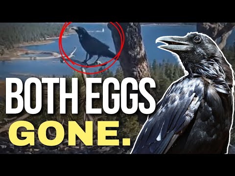 Let's Talk About Those Ravens... (Jackie and Shadow Egg Loss 2026)