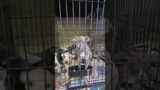 Video preview image #1 Chihuahua-Whippet Mix Puppy For Sale in Virginia Beach, VA, USA