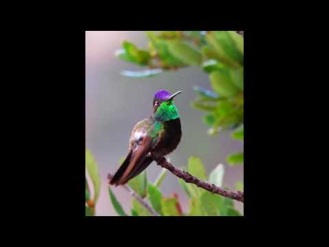 Magnificent hummingbird (Eugenes fulgens)