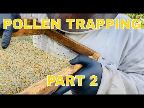 Pollen Trapping Part 2- Collection