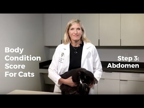 Body Condition Score For Cats: Step 3, Abdominal Fat